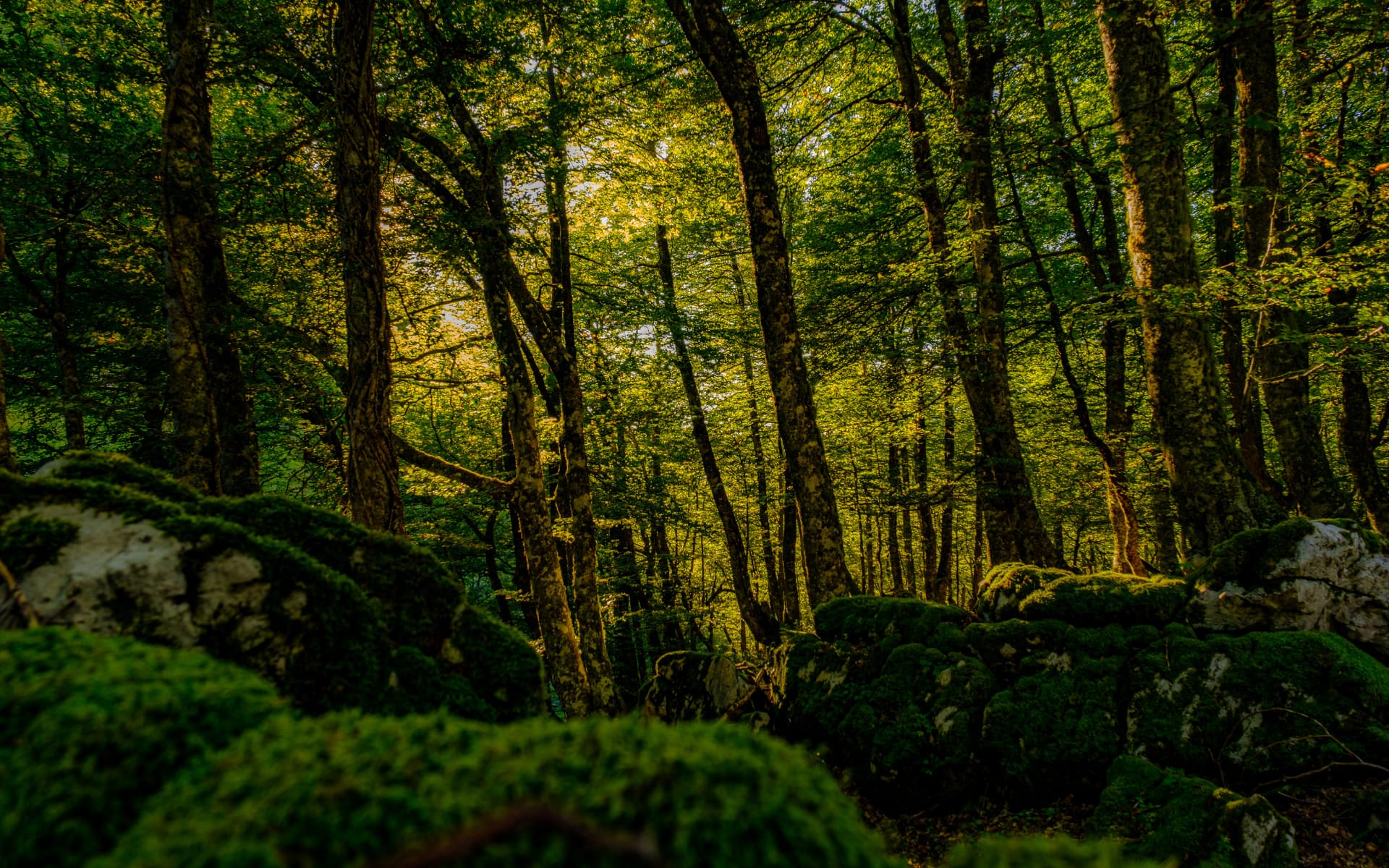Mountain forest with moss-covered ground